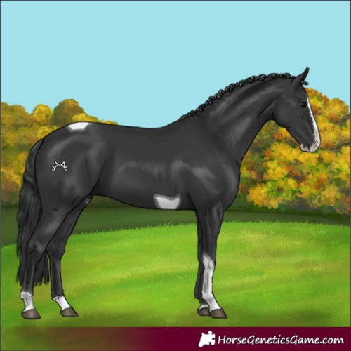 Horse Color:Black Splash Tobiano 