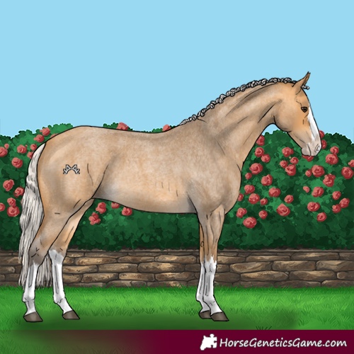 Horse Color:Silver Buckskin Roan Splash