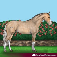 Horse Color:Silver Buckskin Roan Splash 
