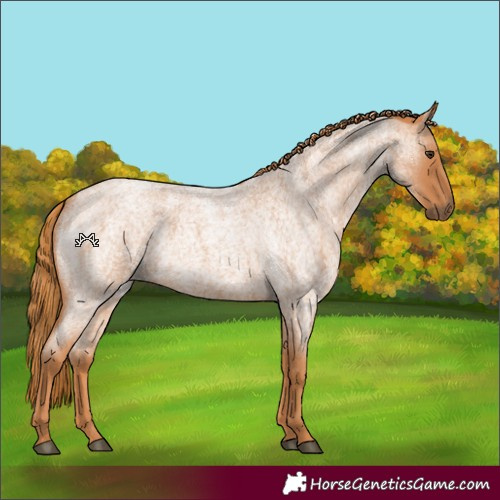 Horse Color:Red Roan 