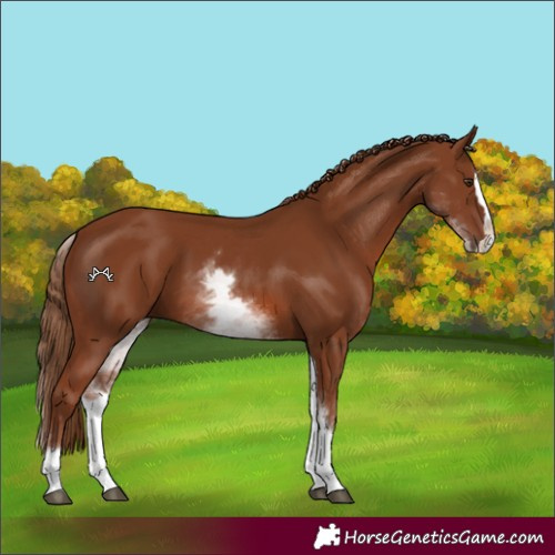 Horse Color:White Spotted Chestnut Splash 