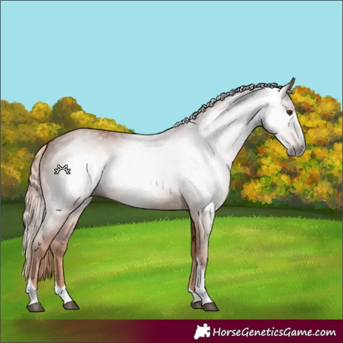 Horse Color:Gray Chestnut Splash Tobiano 