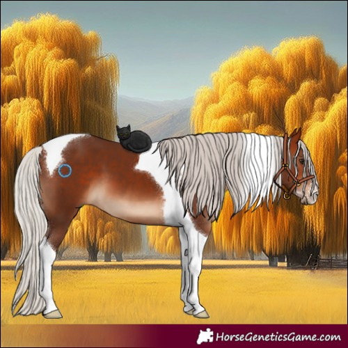 Horse Color:Silver Bay Sabino Tobiano