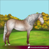 Horse Color:Gray Silver Sable Champagne 