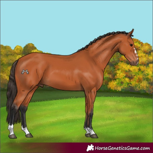 Horse Color:Bay 