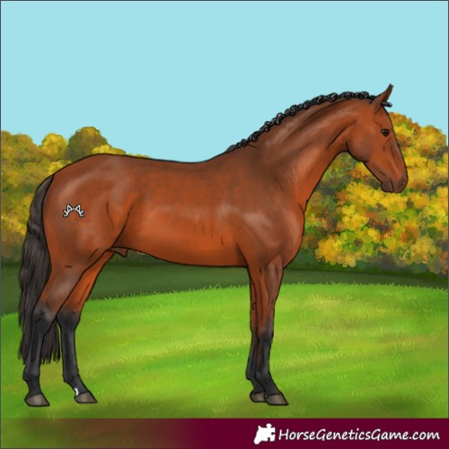 Horse Color:Bay 