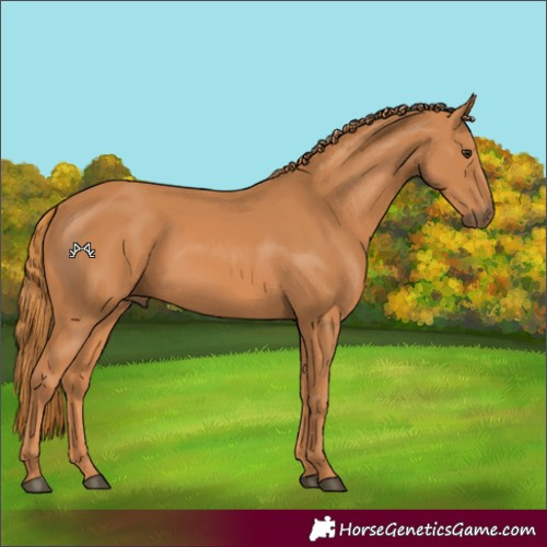 Horse Color:Chestnut 