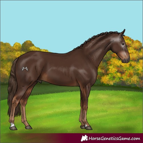 Horse Color:Gray Chestnut 