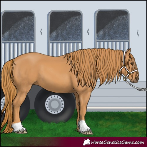 Horse Color:Chestnut 