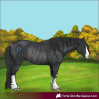 Horse Color:Black Rabicano 