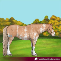 Horse Color:Chestnut Sabino