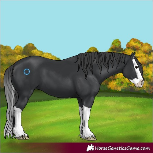 Horse Color:Black Splash 