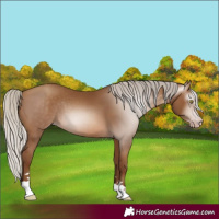 Horse Color:Gray Silver Sable Champagne 