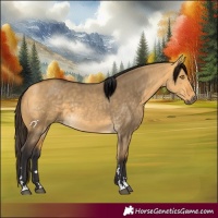 Horse Color:Buckskin Dun