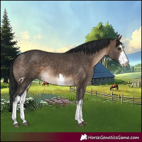 Horse Color:White Spotted Brown Dun Rabicano 