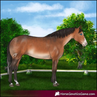Horse Color:White Spotted Bay Splash 