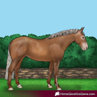 Horse Color:Gray Silver Sable Champagne 