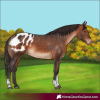 Horse Color:Bay Tobiano Appaloosa 