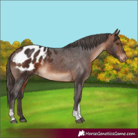 Horse Color:Bay Tobiano Blanket 