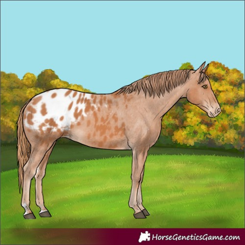 Horse Color:Chestnut Sabino Appaloosa 
