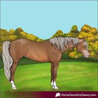 Horse Color:Gray Silver Sable Champagne 