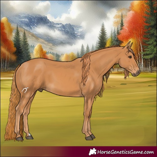 Horse Color:Chestnut 