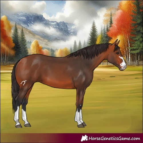 Horse Color:Bay 