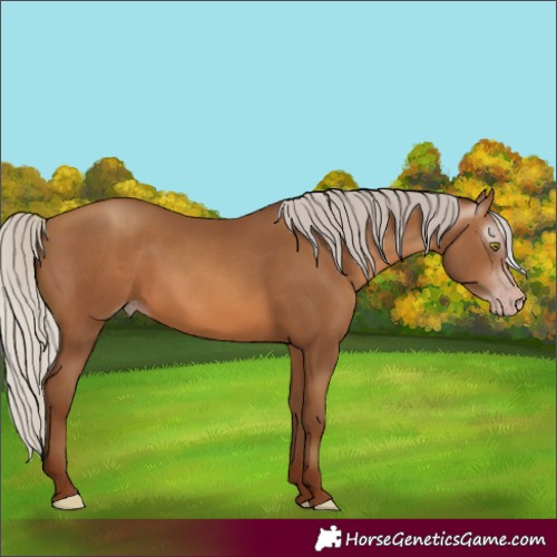 Horse Color:Gray Silver Sable Champagne 