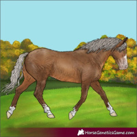 Horse Color:Gray Silver Sable Champagne 