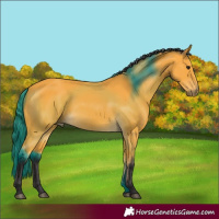 Horse Color:Buckskin 