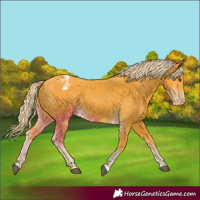Horse Color:Palomino Appaloosa 