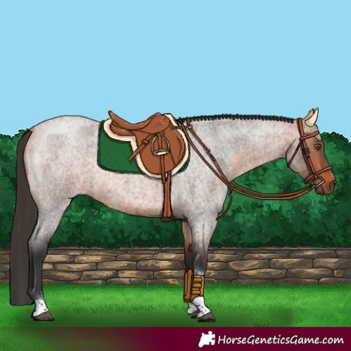 Horse Color:Bay Roan Tobiano Rabicano 