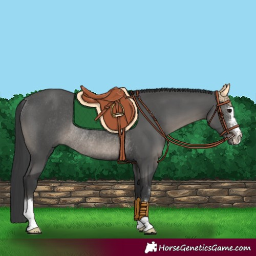 Horse Color:Black Rabicano 