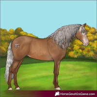 Horse Color:Gray Silver Sable Champagne 