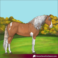 Horse Color:Chestnut Splash Tobiano 
