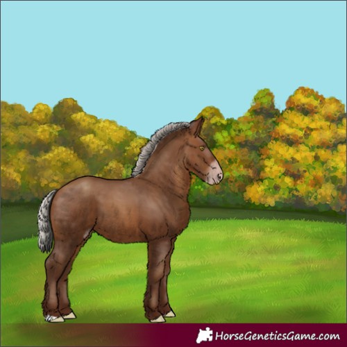 Horse Color:Gray Silver Sable Champagne 