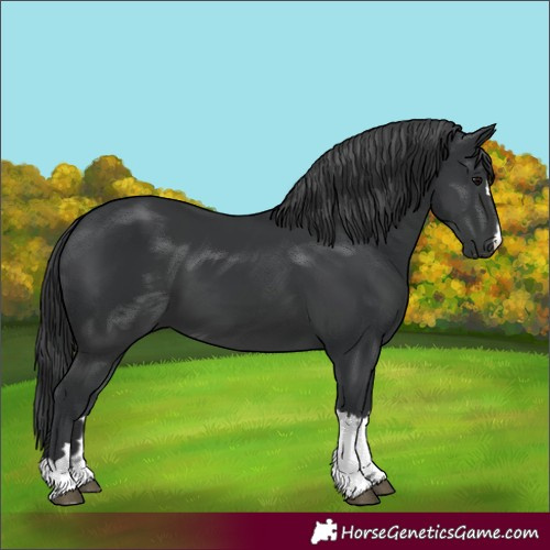 Horse Color:Black  and Black 