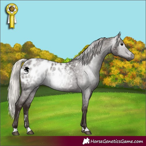 Horse Color:Gray Silver Blue Roan Blanket 