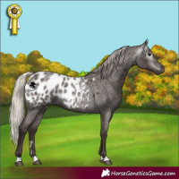 Horse Color:Gray Silver Blue Roan Appaloosa 