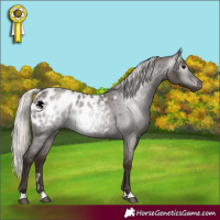Horse Color:Gray Silver Blue Roan Appaloosa 