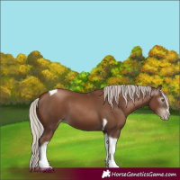 Horse Color:Gray Silver Black Pearl Tobiano 