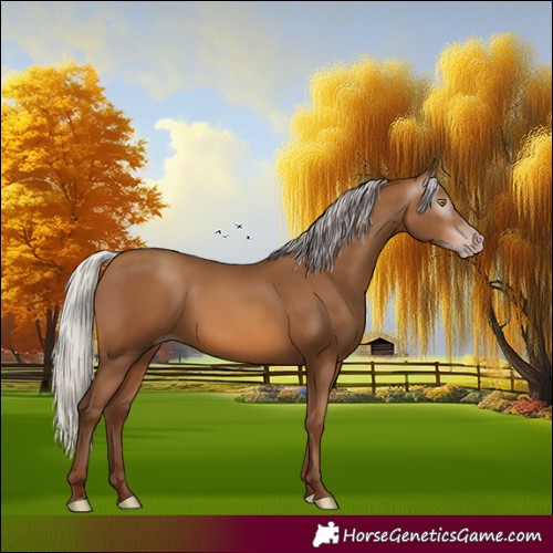 Horse Color:Gray Silver Sable Champagne 