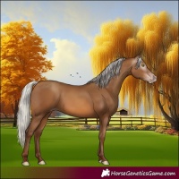 Horse Color:Gray Silver Sable Champagne 