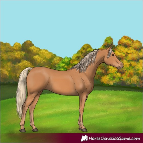 Horse Color:Chestnut Rabicano 