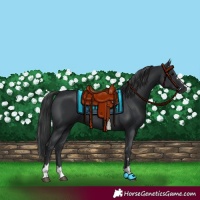 Horse Color:Black 