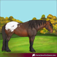 Horse Color:Bay Snowcap 