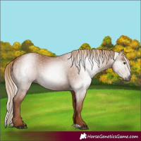 Horse Color:Gray Chestnut 