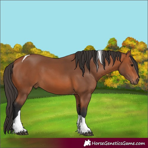 Horse Color:Bay Tobiano 