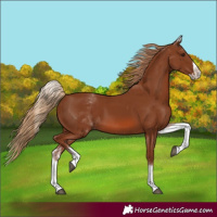 Horse Color:White Spotted Chestnut Splash 