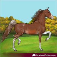 Horse Color:White Spotted Chestnut Splash 